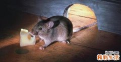 家里出现老鼠预示死人是真的吗？家里老鼠死了是吉是凶？
